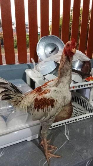 หลานมาหานคร รูปที่ 3