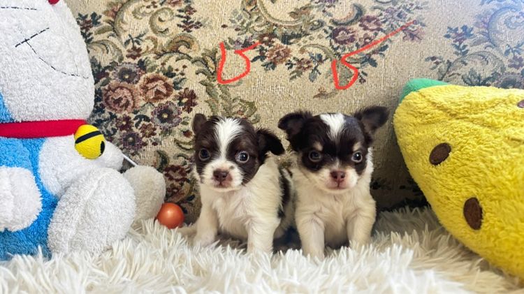 ชิวาวาขนยาว