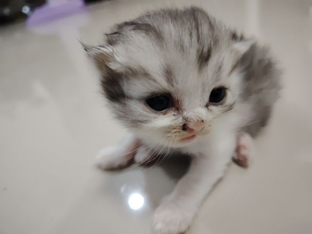 ดช​ สก๊อตติช