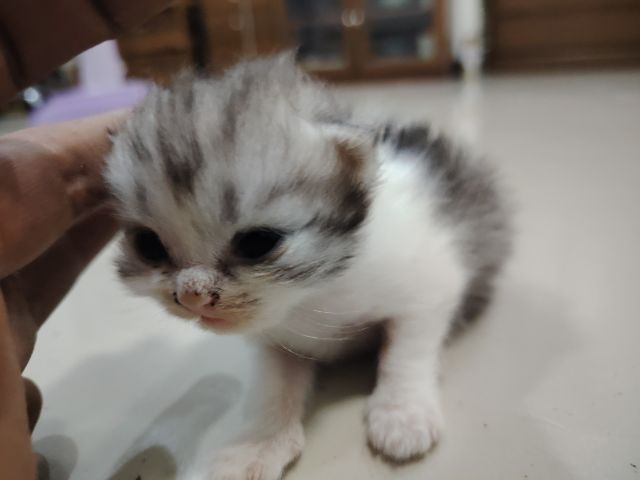 ดช​ สก๊อตติช รูปที่ 2