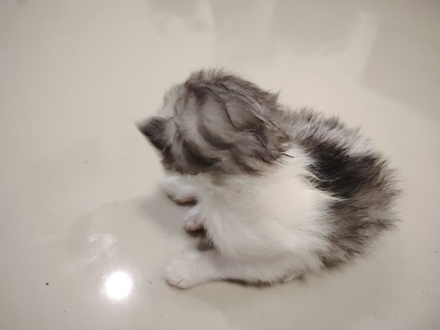 ดช​ สก๊อตติช รูปที่ 3