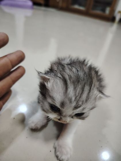 ดช​ สก๊อตติช รูปที่ 4