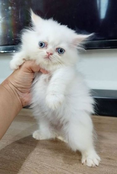 ขาวเมียตาสีฟ้า รูปที่ 3