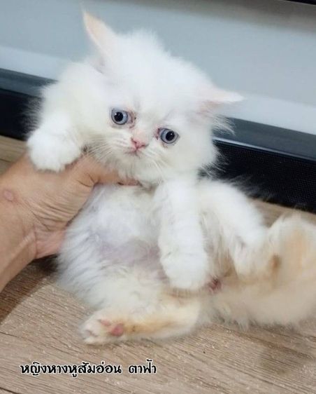 เปอร์เซีย (Persian) ขาวเมียตาสีฟ้า
