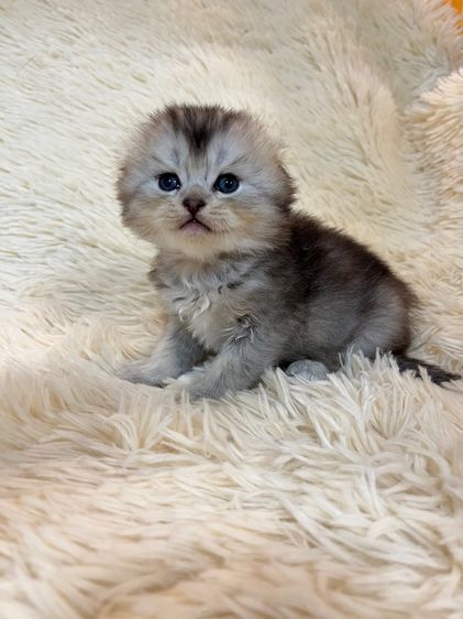 สก็อตติช โฟลด์ (Scottish Fold) น้องสก๊อตติชแท้