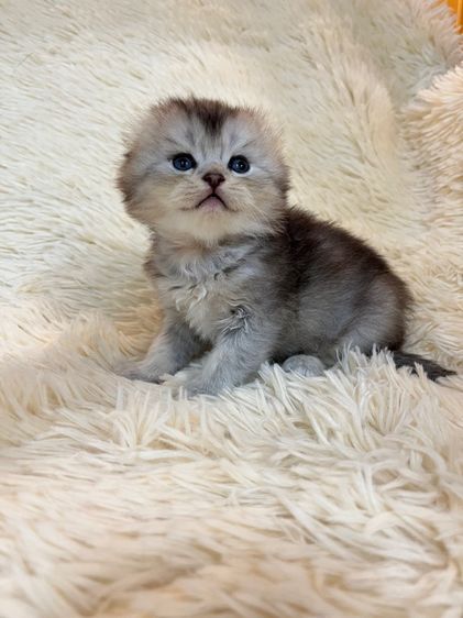 น้องสก๊อตติชแท้ รูปที่ 4