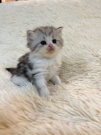 น้องสก๊อตติชแท้ รูปที่ 9