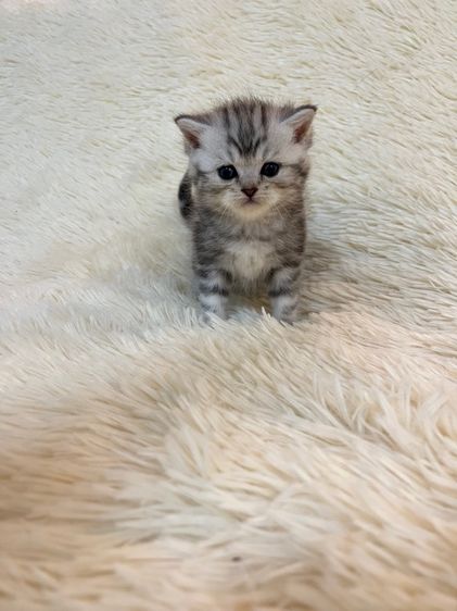 น้องสก๊อตติชแท้ รูปที่ 10