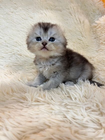 น้องสก๊อตติชแท้ รูปที่ 2