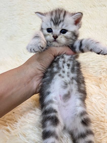 น้องสก๊อตติชแท้ รูปที่ 13