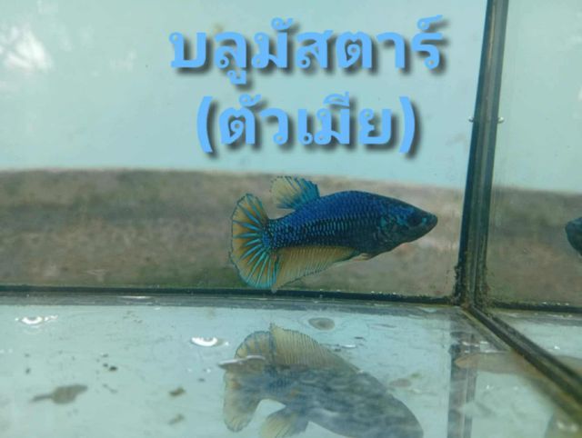 ปลากัดยักษ์สวยงาม รูปที่ 6