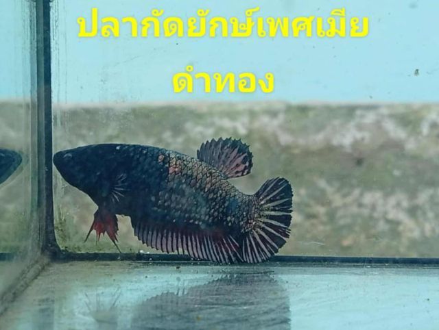 ปลากัดยักษ์สวยงาม รูปที่ 9