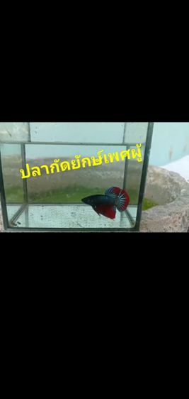 ปลากัดยักษ์สวยงาม รูปที่ 5