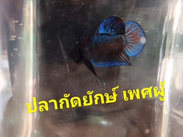 ปลากัดยักษ์สวยงาม
