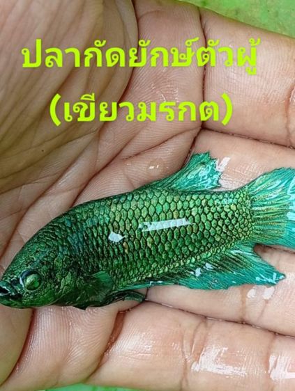 ปลากัดยักษ์สวยงาม รูปที่ 3