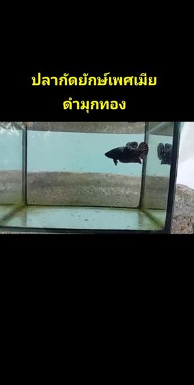 ปลากัดยักษ์สวยงาม รูปที่ 8