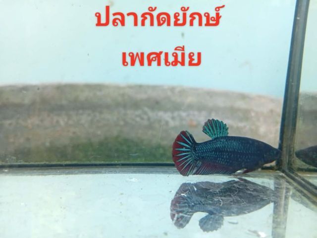 ปลากัดยักษ์สวยงาม รูปที่ 7