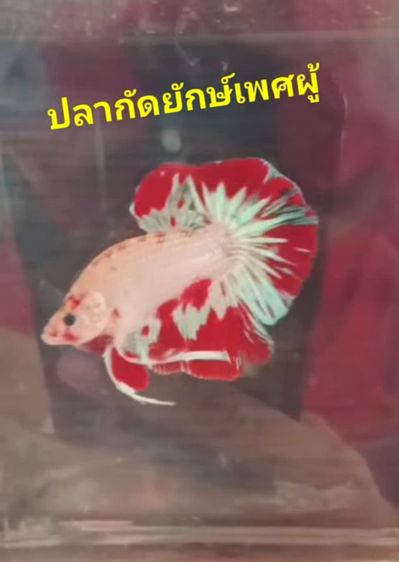 ปลากัดยักษ์สวยงาม รูปที่ 4