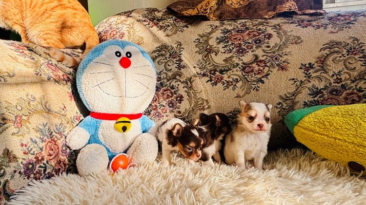 ชิวาวาขนยาว รูปที่ 4