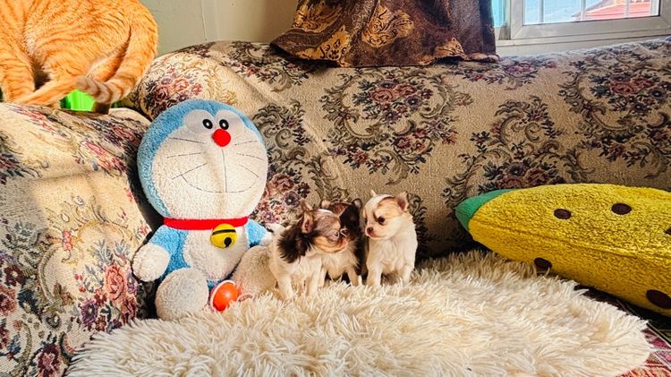 ชิวาวาขนยาว รูปที่ 5