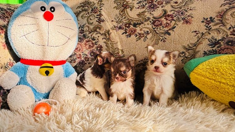 ชิวาวาขนยาว