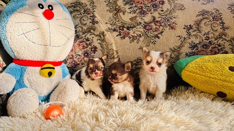 ชิวาวาขนยาว รูปที่ 2