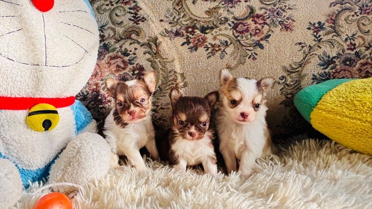 ชิวาวาขนยาว รูปที่ 3