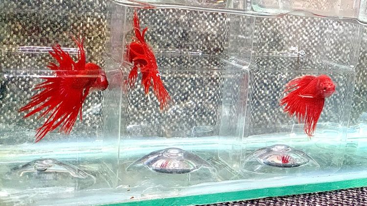 ปลากัด รูปที่ 16