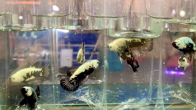 ปลากัด รูปที่ 2