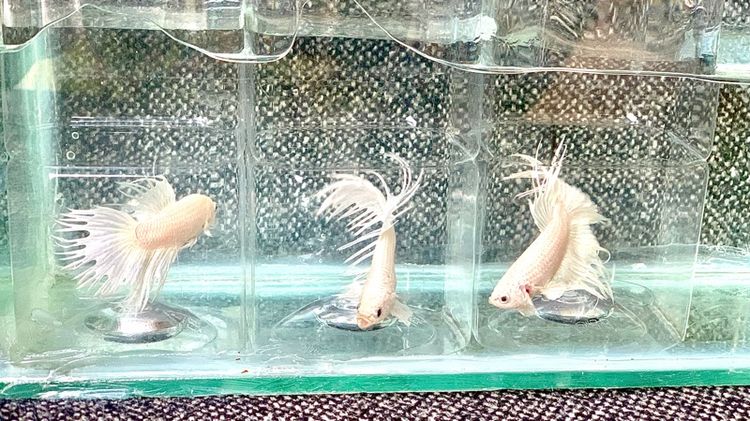 ปลากัด รูปที่ 15