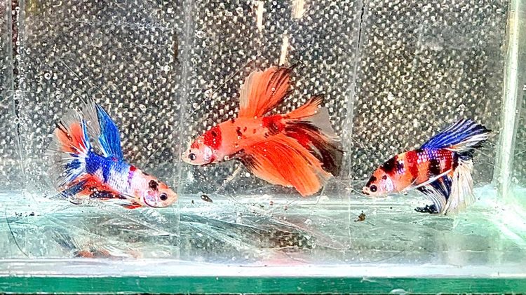 ปลากัด รูปที่ 12