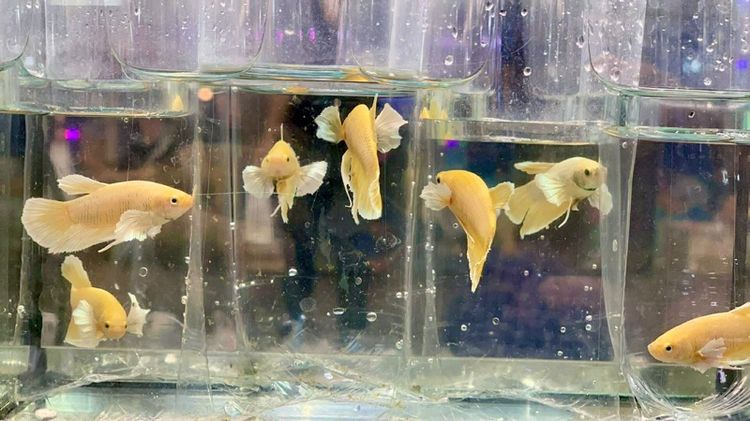 ปลากัด รูปที่ 6