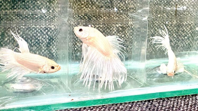 ปลากัด รูปที่ 10