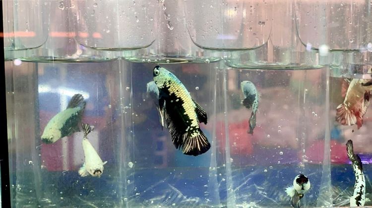 ปลากัด รูปที่ 4