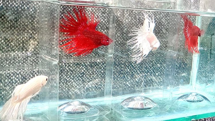 ปลากัด รูปที่ 7