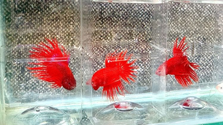 ปลากัด รูปที่ 9