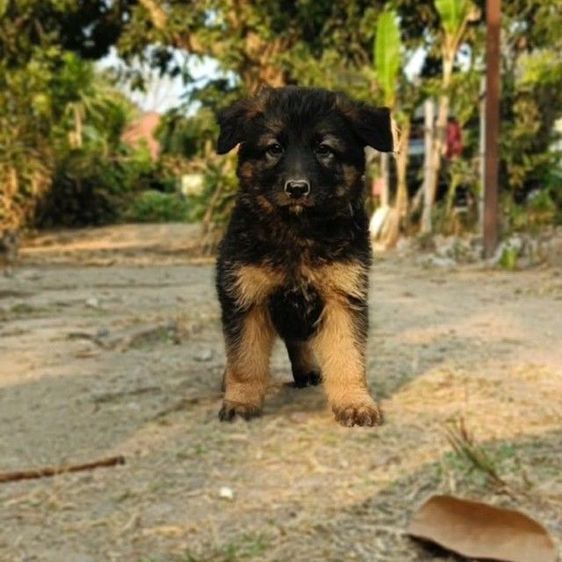 เยอรมันเชพเพิร์ด  เฝ้าบ้านเฝ้าสวนดีมาก รูปที่ 3