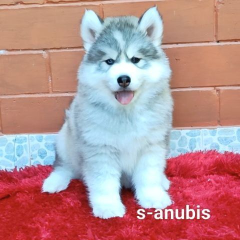 ลูกสุนัขไซบีเรียนฮักกี๊ วุลลี่โค๊ท
