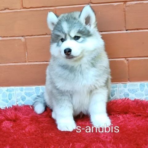 ลูกสุนัขไซบีเรียนฮักกี๊ วุลลี่โค๊ท รูปที่ 3