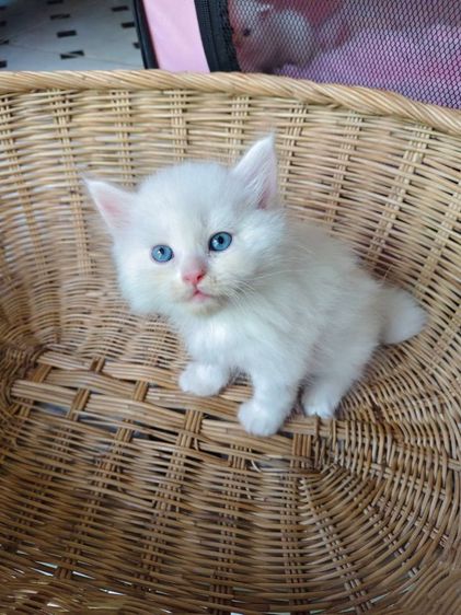 แมวเปอร์เซีย รูปที่ 4