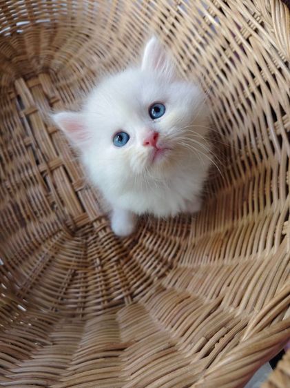 แมวเปอร์เซีย รูปที่ 2