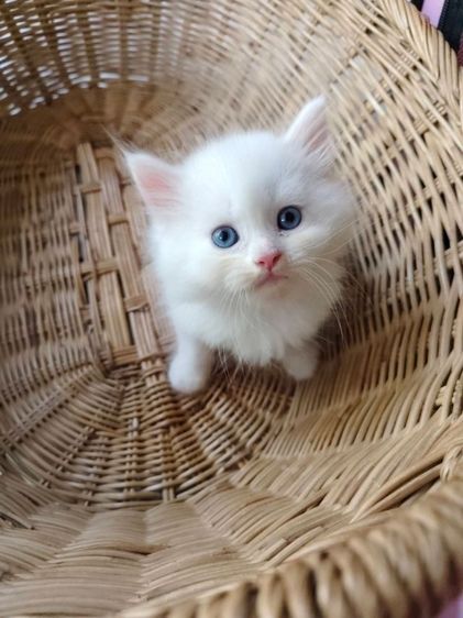 แมวเปอร์เซีย