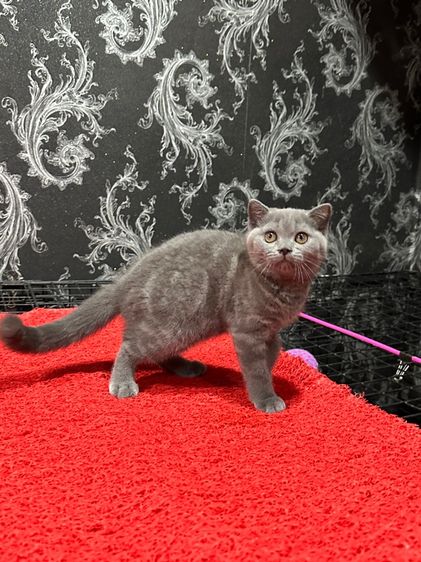 ลูกแมว3เดือนกว่า สก็อตติชโฟลด์ เด็กหญิง พร้อมย้าย รูปที่ 2