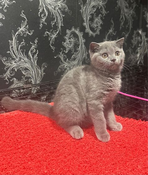 ลูกแมว3เดือนกว่า สก็อตติชโฟลด์ เด็กหญิง พร้อมย้าย รูปที่ 5