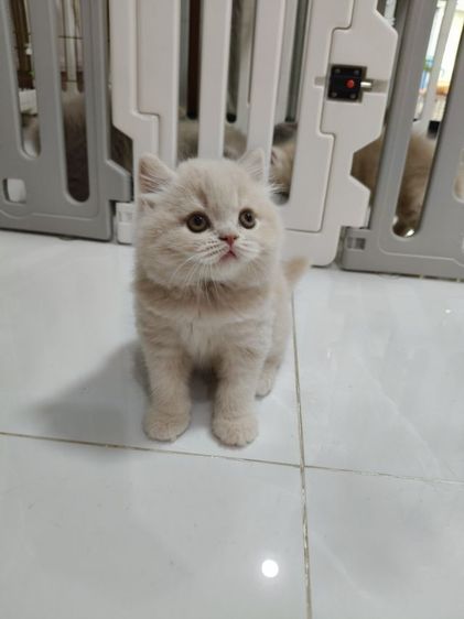 อาตี๋น้อย สีครีม รูปที่ 3