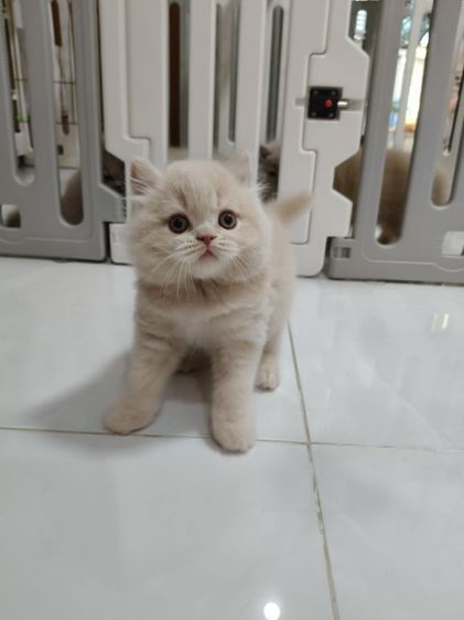 อาตี๋น้อย สีครีม รูปที่ 4