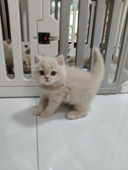 เด็กผู้ชายสีครีมหน้าหมีๆครับ