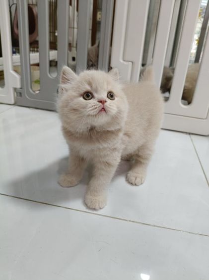 อาตี๋น้อย สีครีม รูปที่ 7
