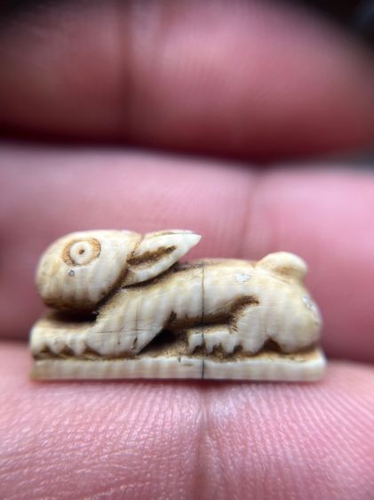 กระต่ายปีนักษัตรไม่ทราบที่