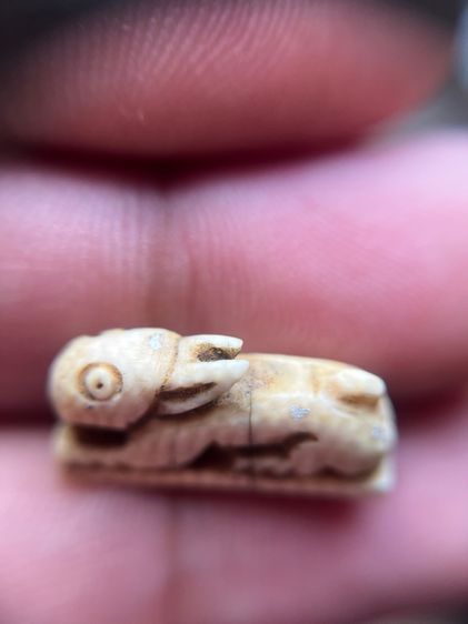 กระต่ายปีนักษัตรไม่ทราบที่ รูปที่ 2